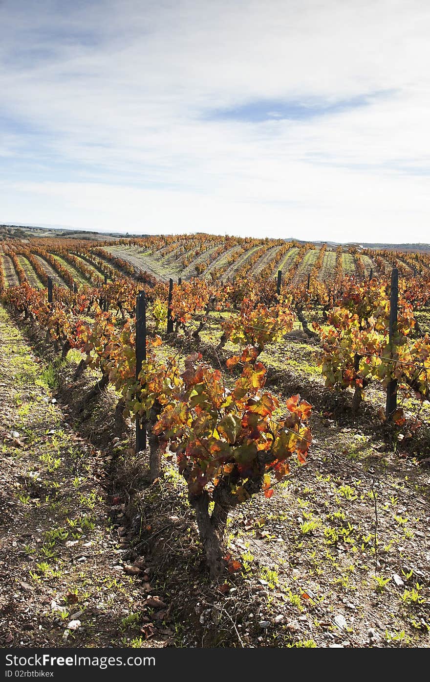 Colorful vineyards in the fall season, Alentejo, Portugal