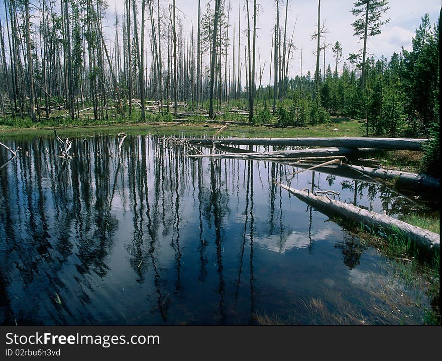 Small Pond At Yellowstone National Park