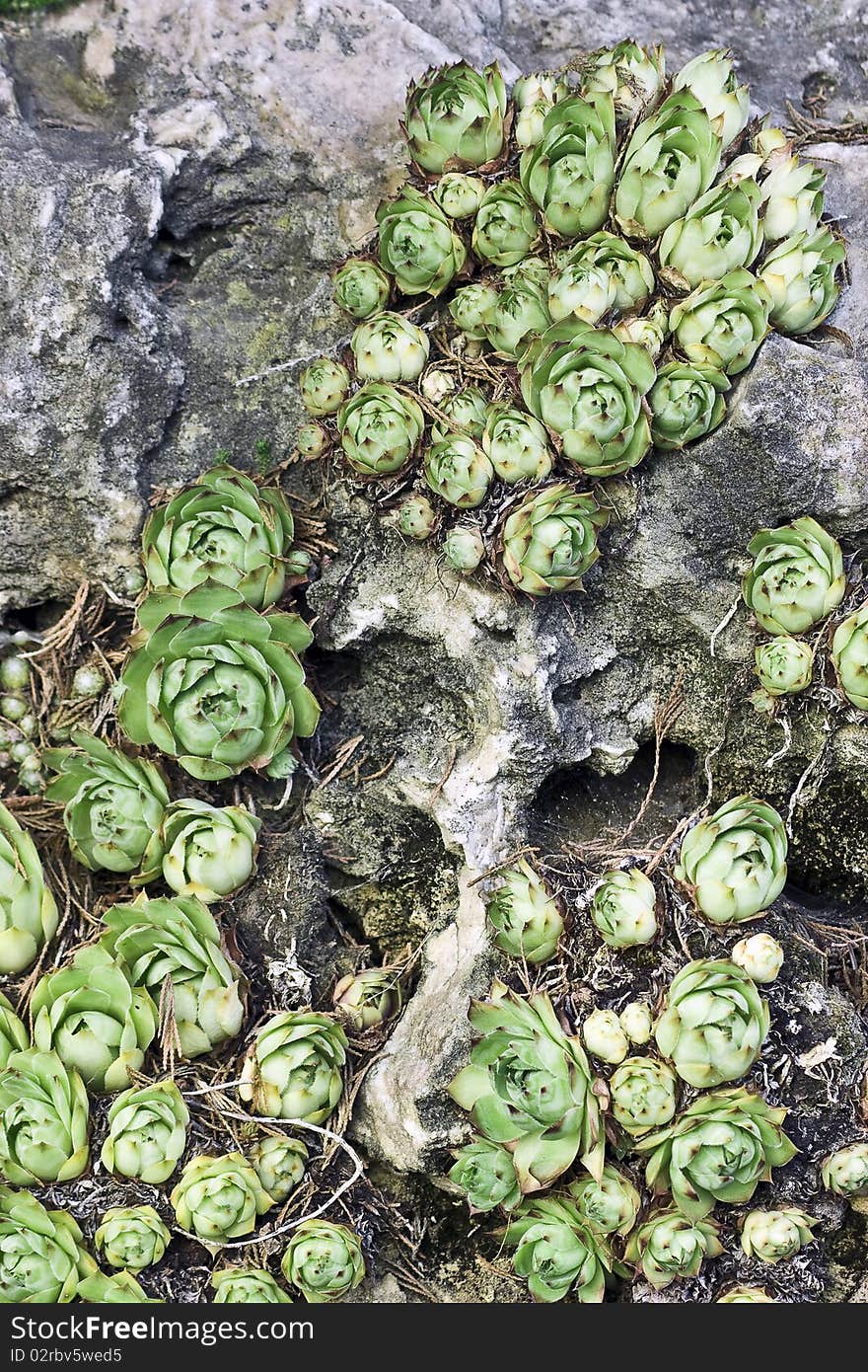 Plants On A Rock