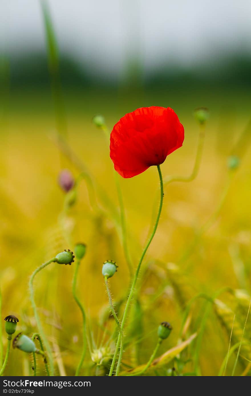 Red poppy in a barley field
