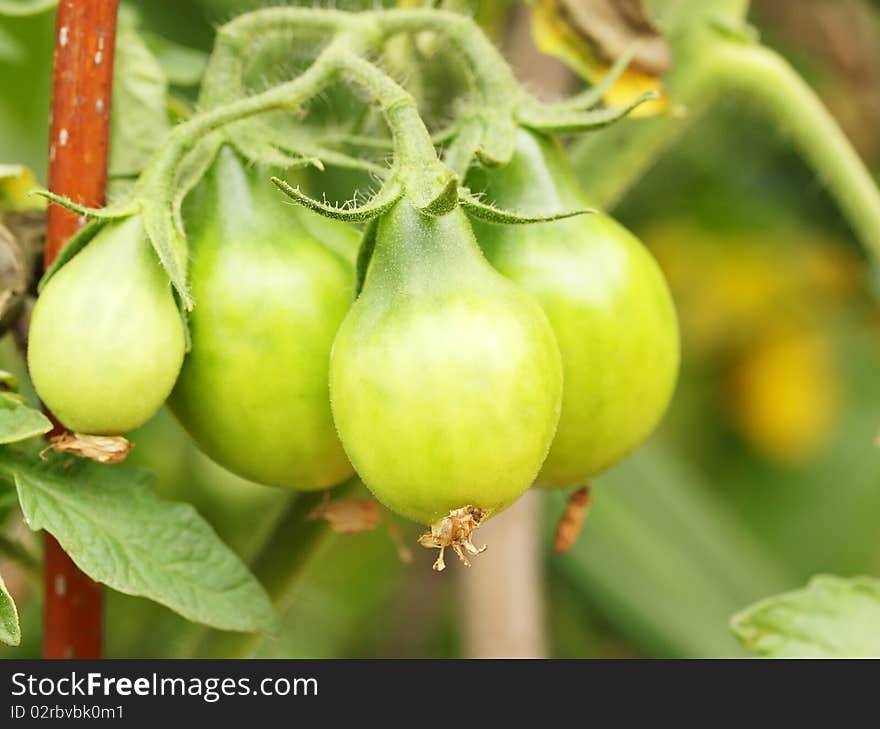 Stem of green tomatoes, the maturing harvest