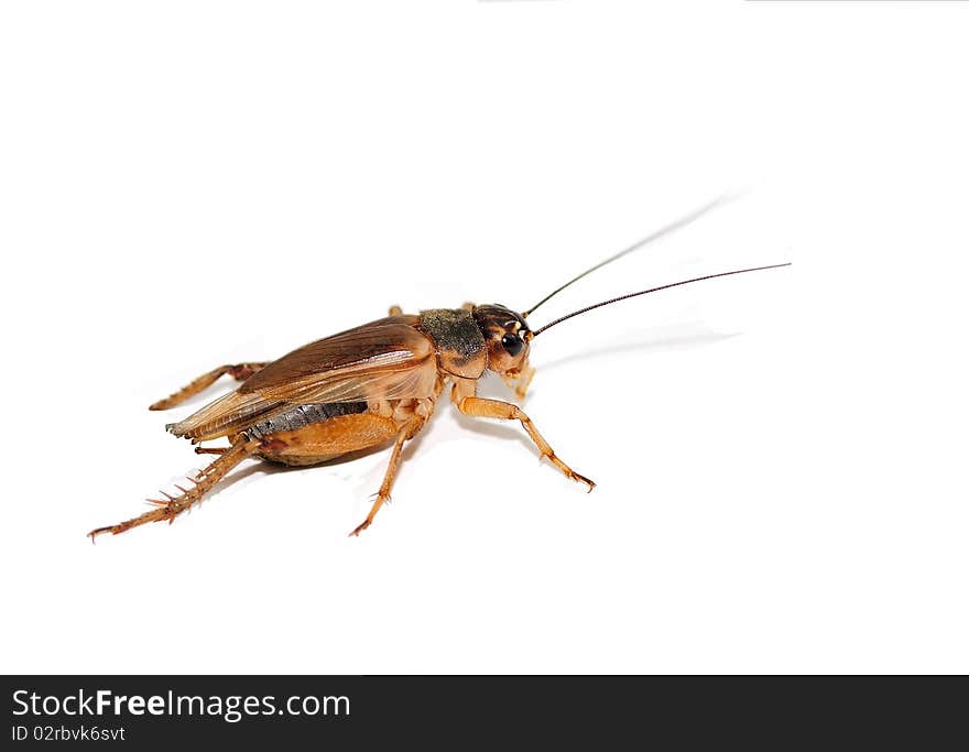 Grasshopper isolated on a white background