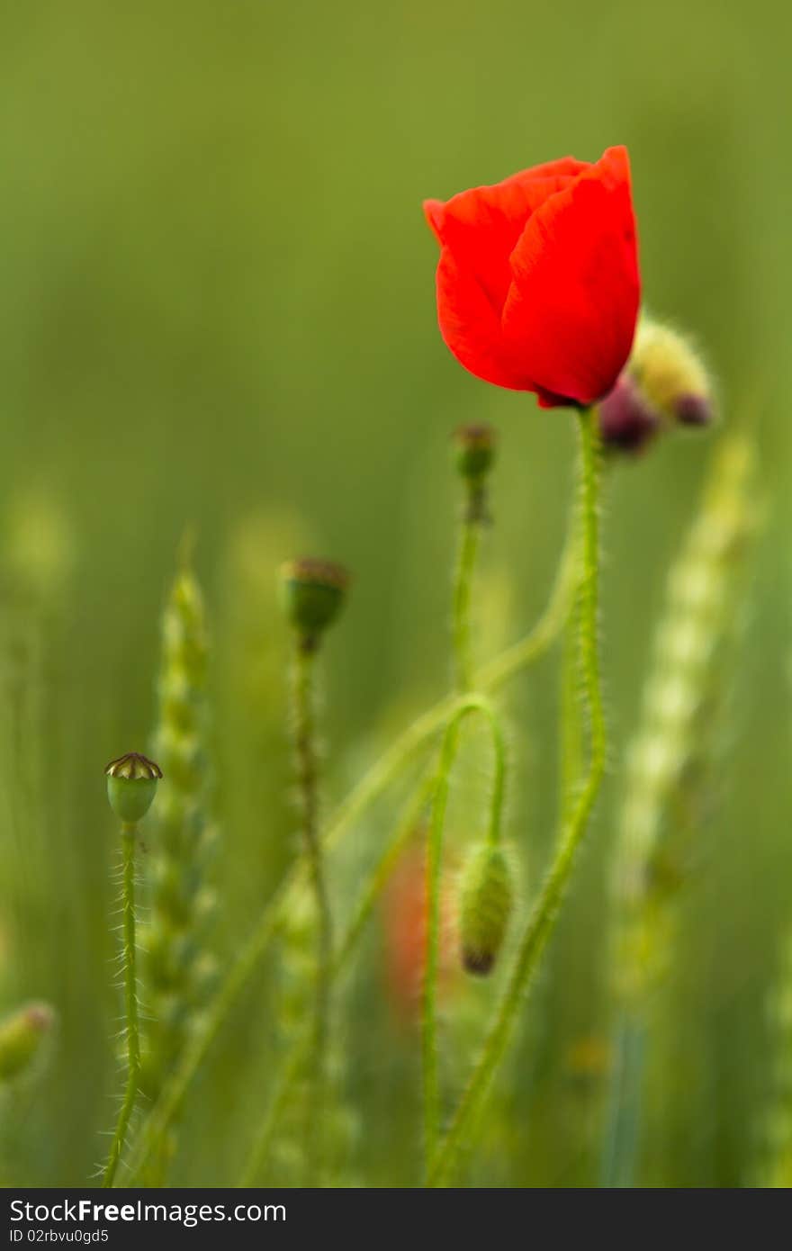 Red poppy