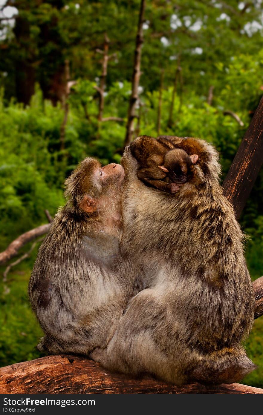 Two large Barbary macaque monkeys sit hugging and playing with their baby on a large tree branch in the heart of the Staffordshire Countryside, England. Two large Barbary macaque monkeys sit hugging and playing with their baby on a large tree branch in the heart of the Staffordshire Countryside, England.