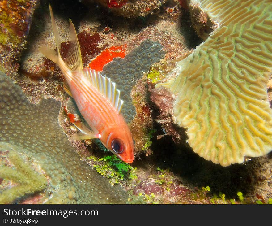 Reef of chinchorro banks mexico. Reef of chinchorro banks mexico