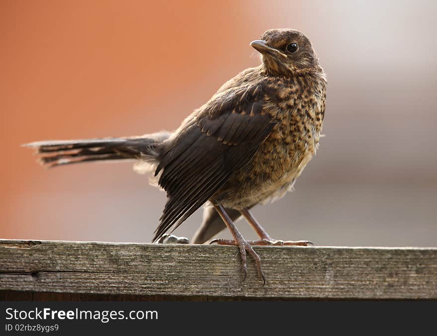 Portrait of a young Blackbird waiting to be fed