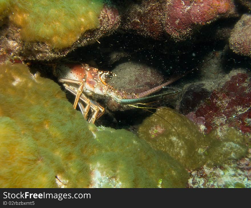 Reef of chinchorro banks mexico. Reef of chinchorro banks mexico