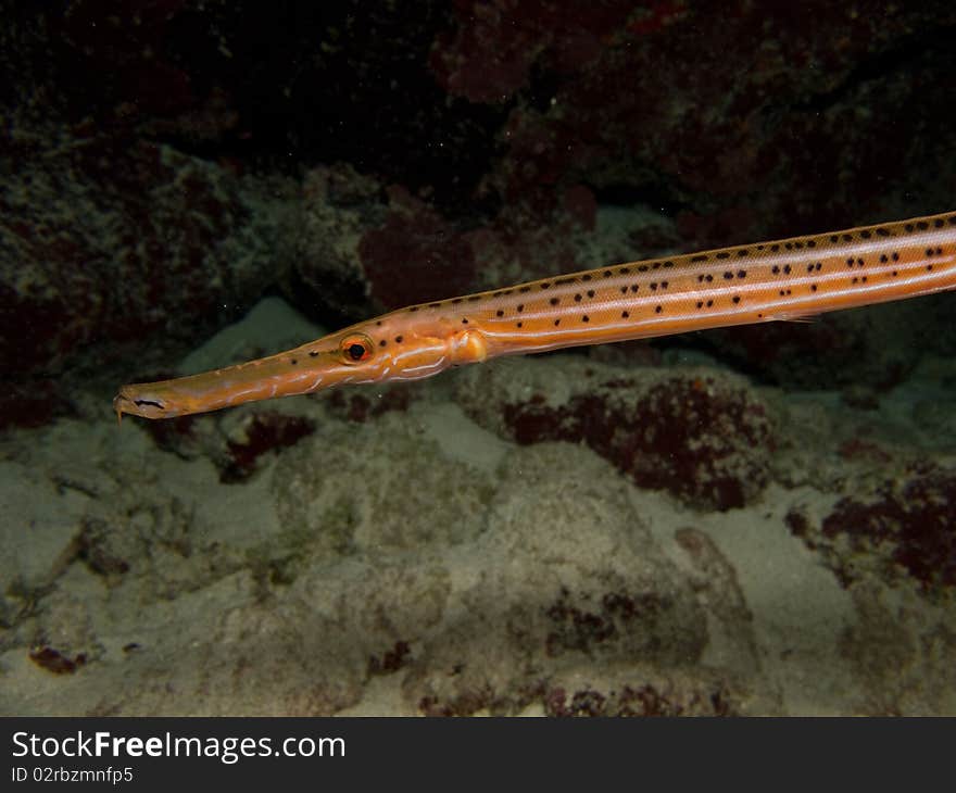 Trumpetfish