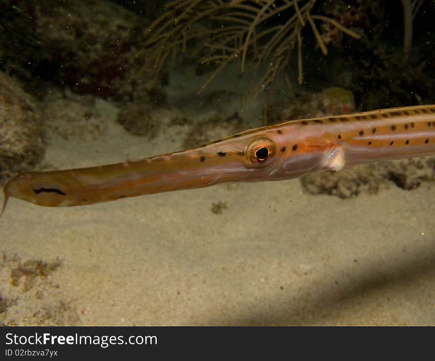 Trumpetfish I