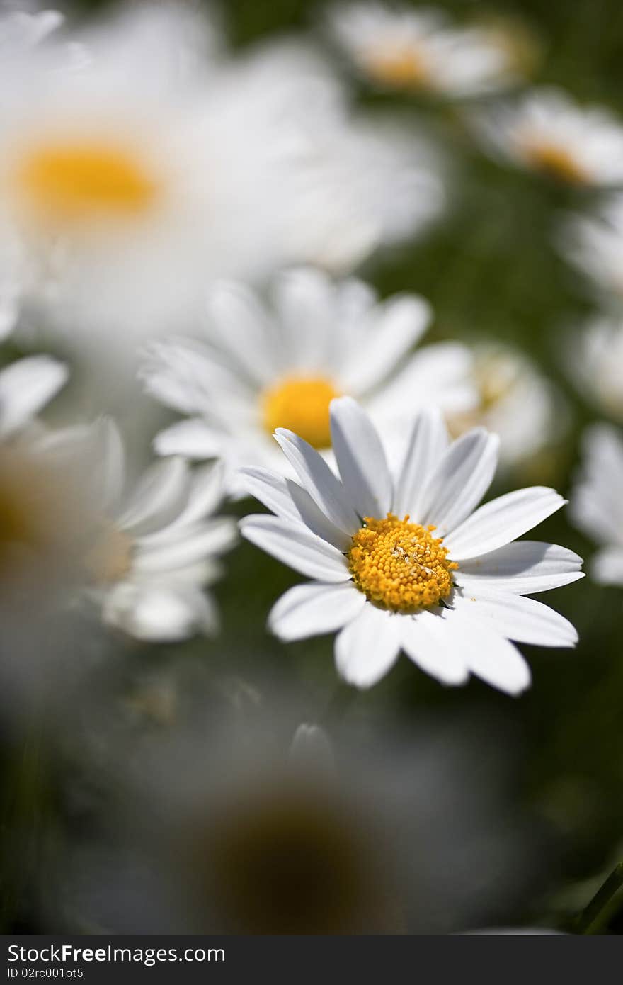 A Garden with Anthemis maritima.