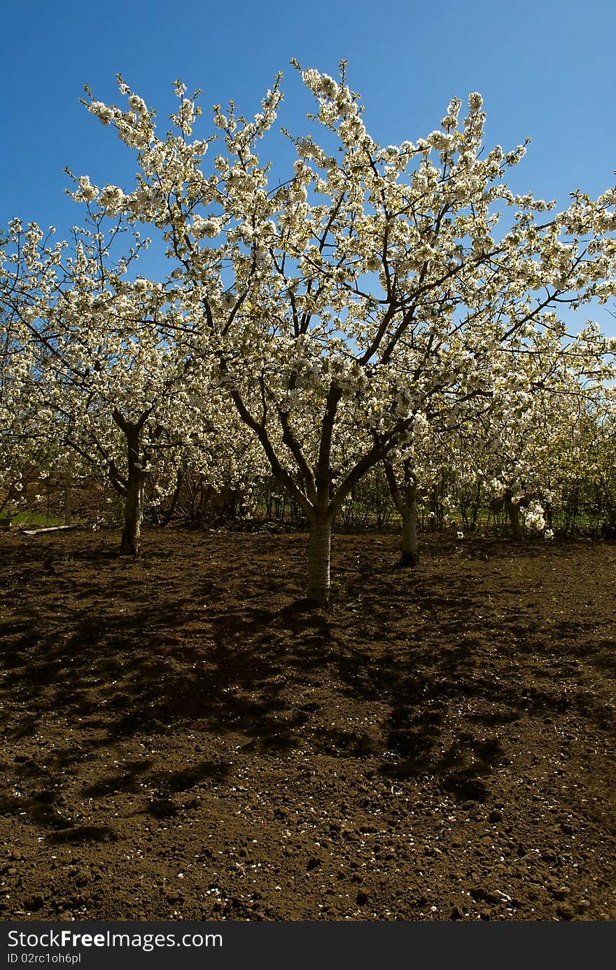 Flowered Cherry Tree