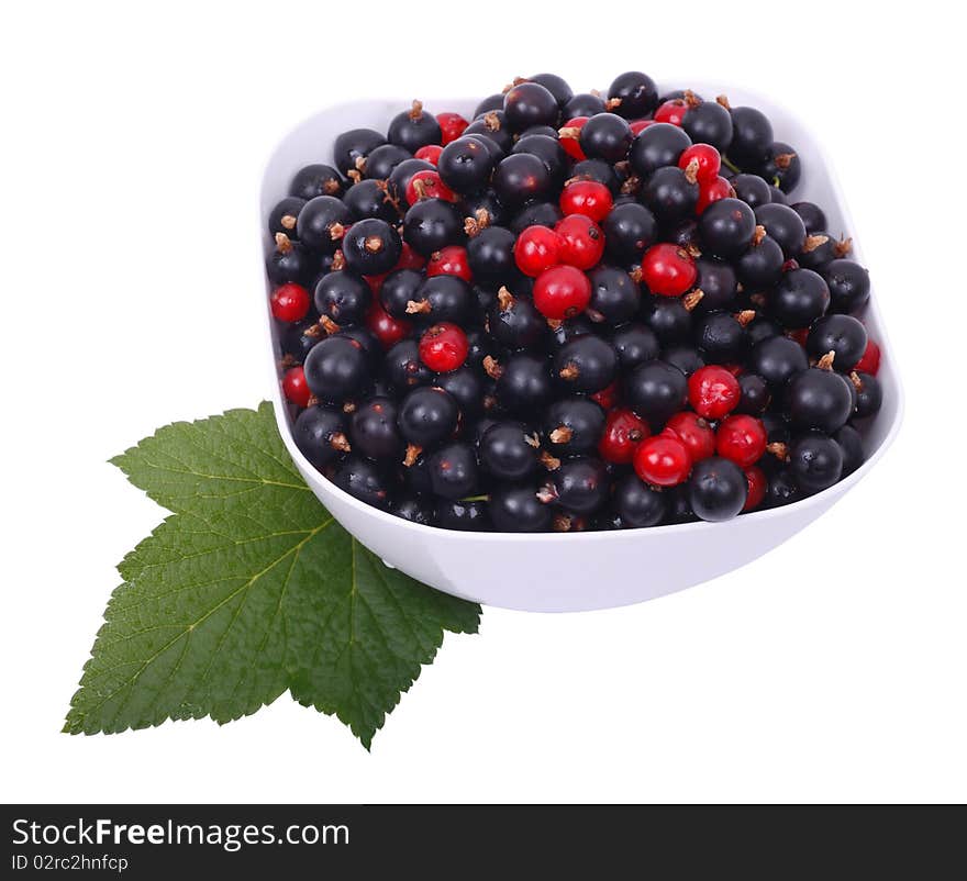 Currant black and red. Isolated on a white background