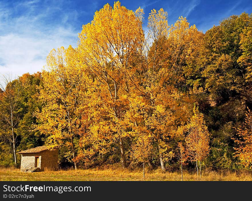 Nice forest in autumn in Spain. Nice forest in autumn in Spain.