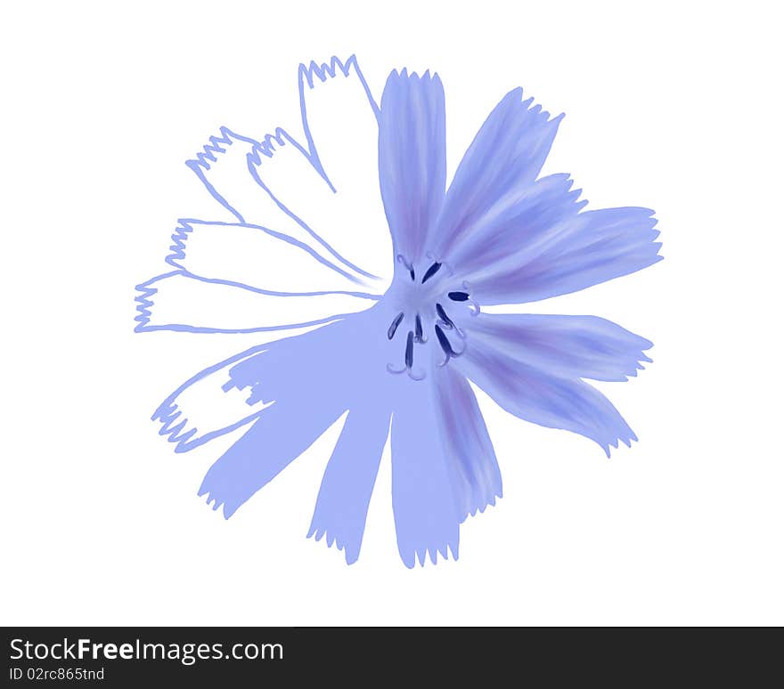 Unfinished drawing flower closeup, hand drawn blue flower, chicory