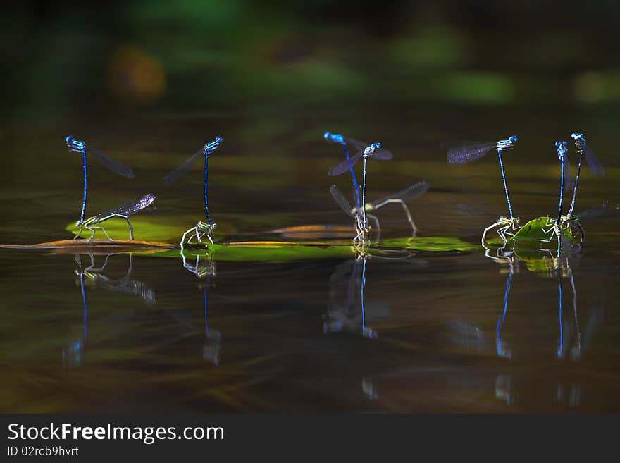 The photo made in reproduction period of dark blue dragonflies. Moscow Region, Russia. The photo made in reproduction period of dark blue dragonflies. Moscow Region, Russia.