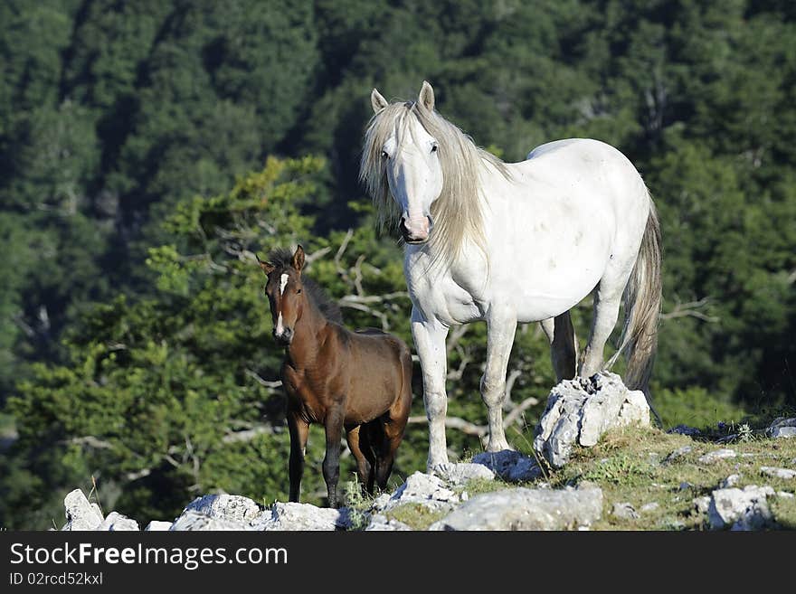 Wild horse mother with is colt are in the mountain. Wild horse mother with is colt are in the mountain