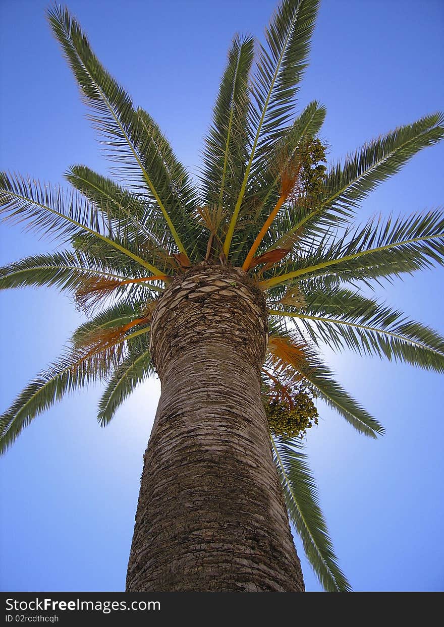 Looking up at palmtree