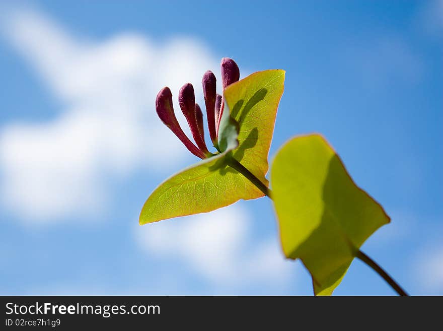 Honeysuckle