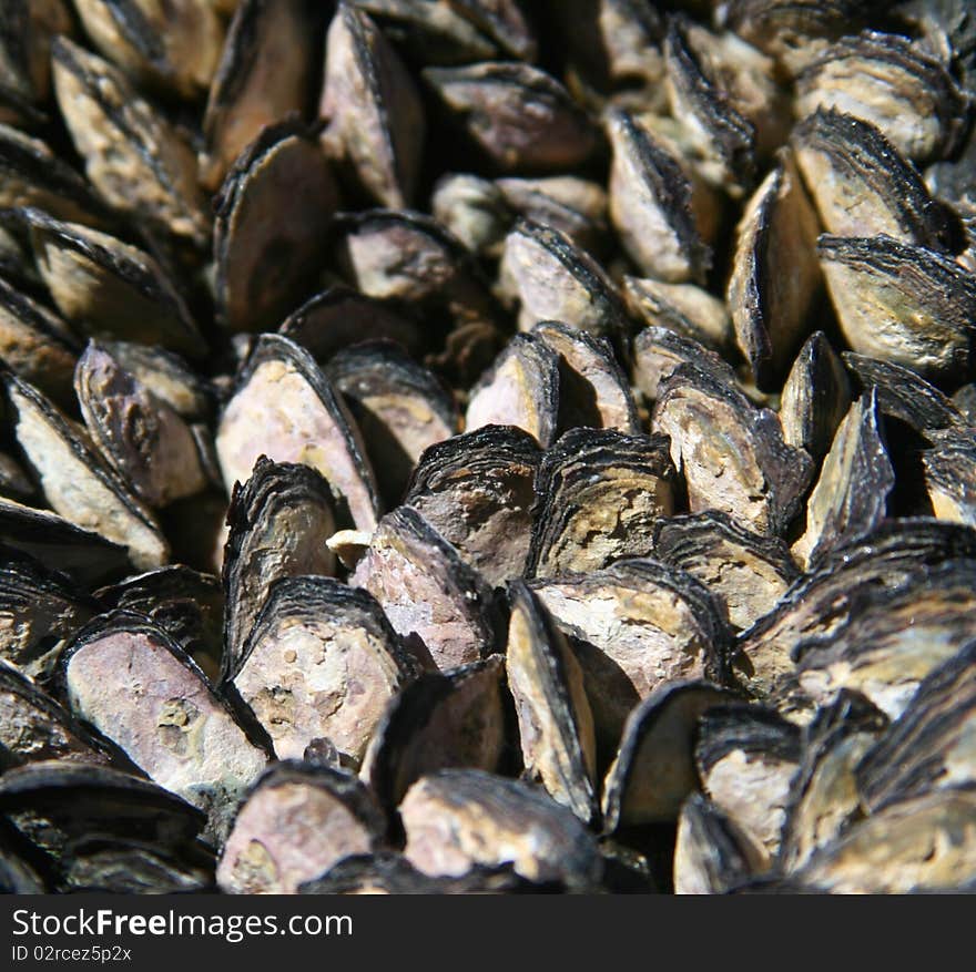 Mussels in a Huddle