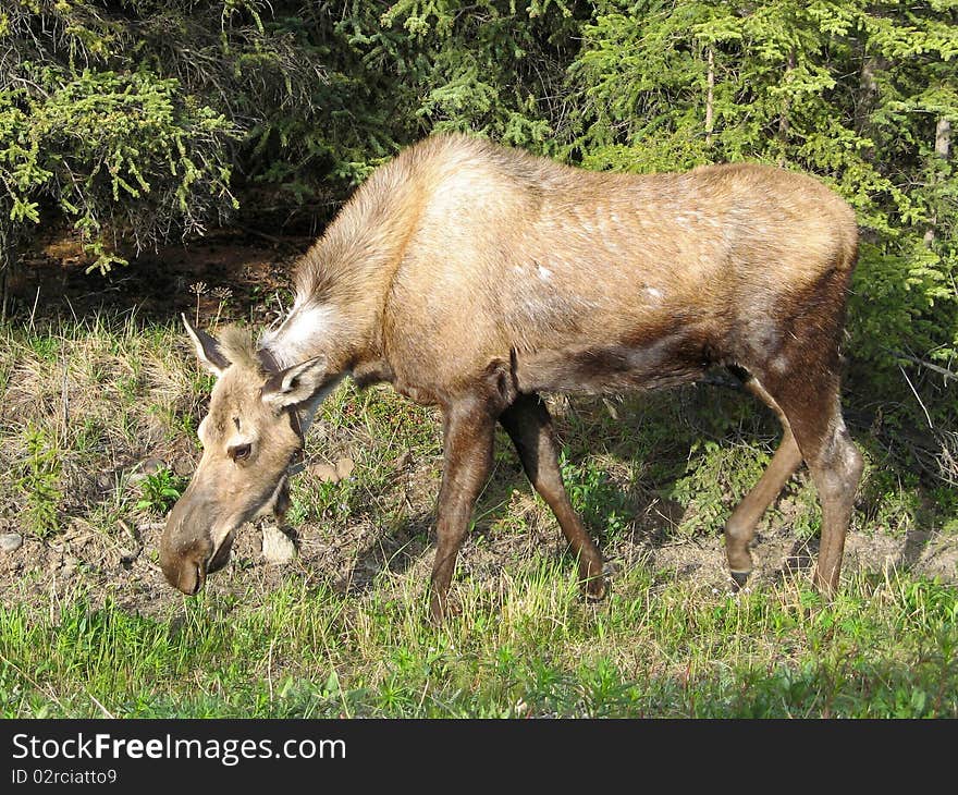 Wild cute alaska feeding young moose