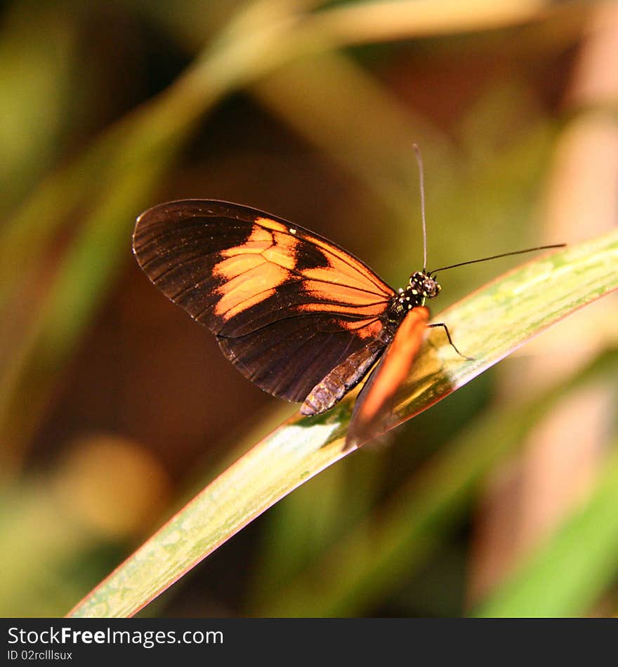 A Postman Butterfly (Heliconius melpomene)