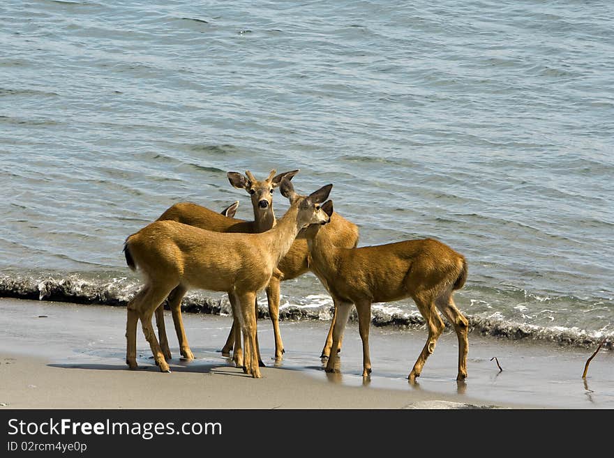 Deer on the Beach