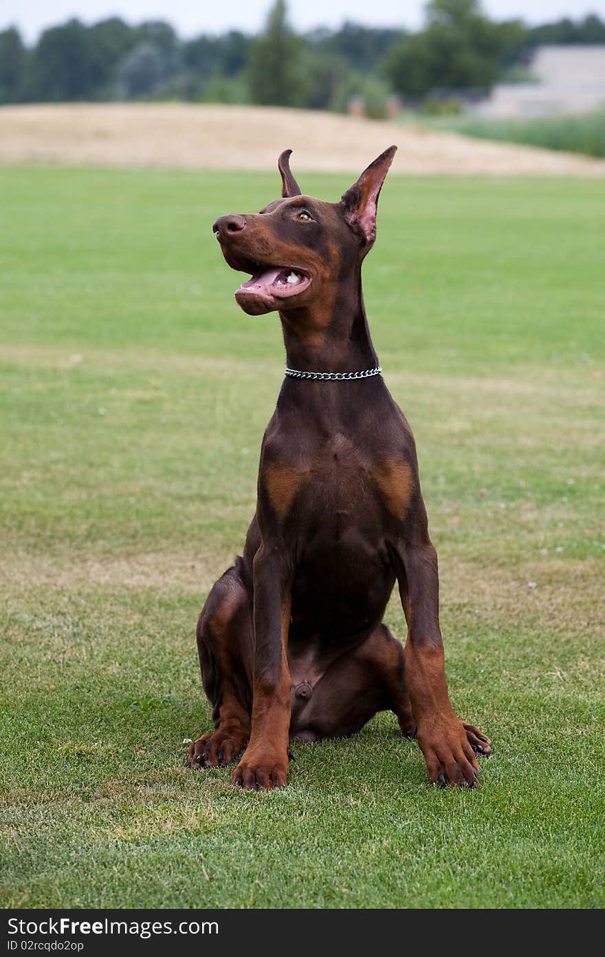 Young brown doberman puppy sitting on the green grass