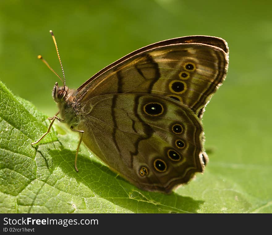 Eyed Brown Butterfly sitting on a leaf in the sunshine. Eyed Brown Butterfly sitting on a leaf in the sunshine