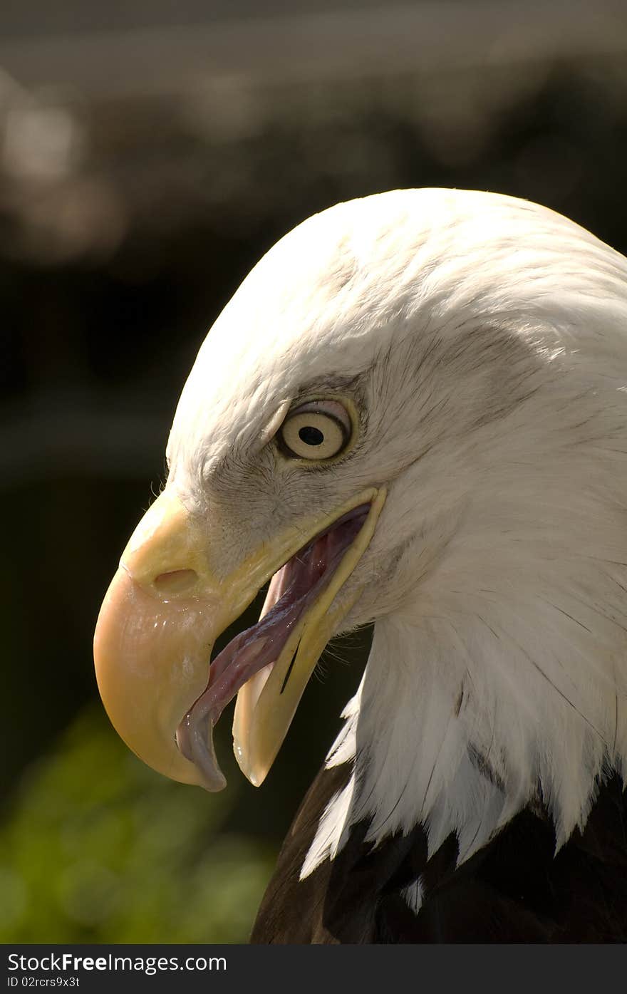 Bald Eagle Close Up