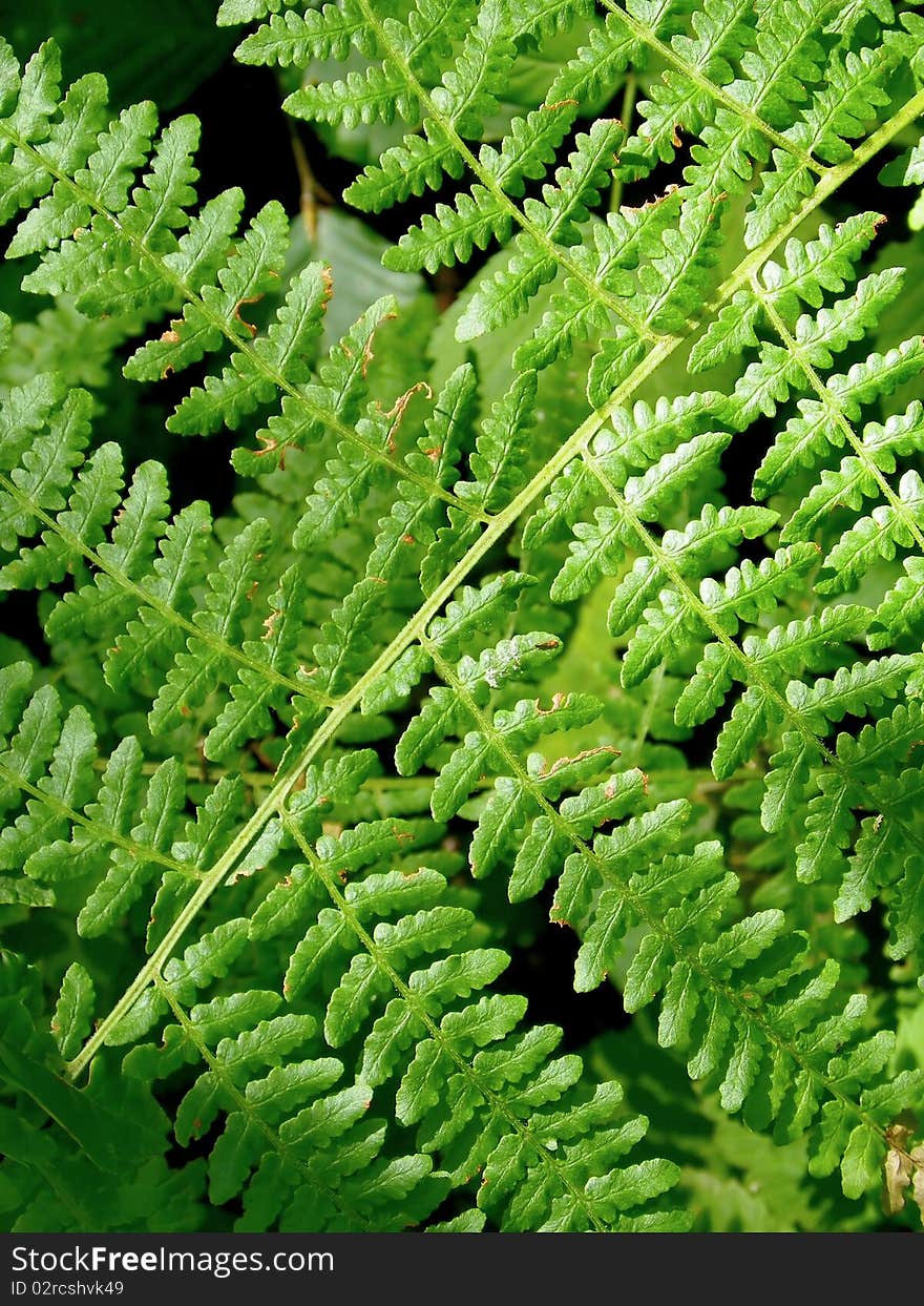 Fern