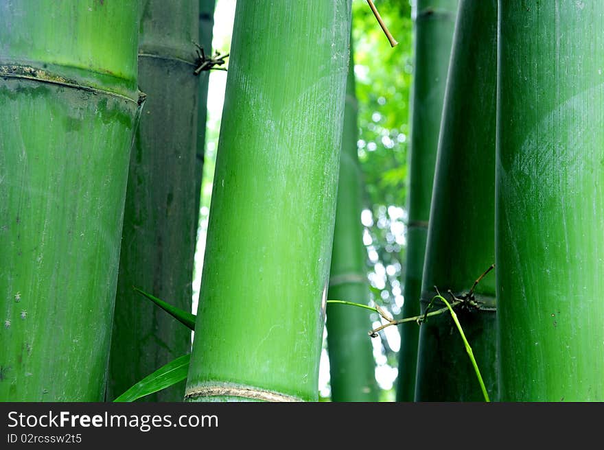 Green bamboo groves