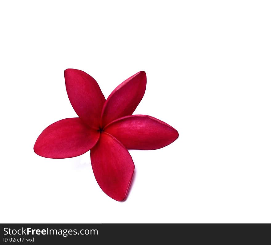 Plumeria rubra isolated on white background. Plumeria rubra isolated on white background