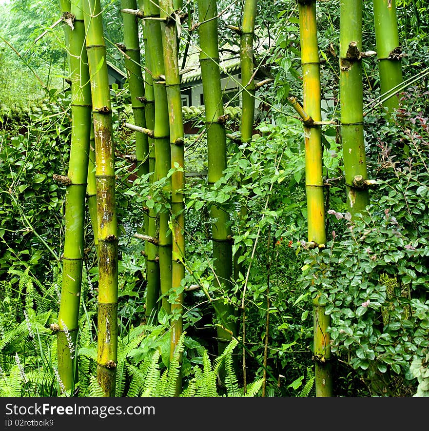 Green bamboo in a garden