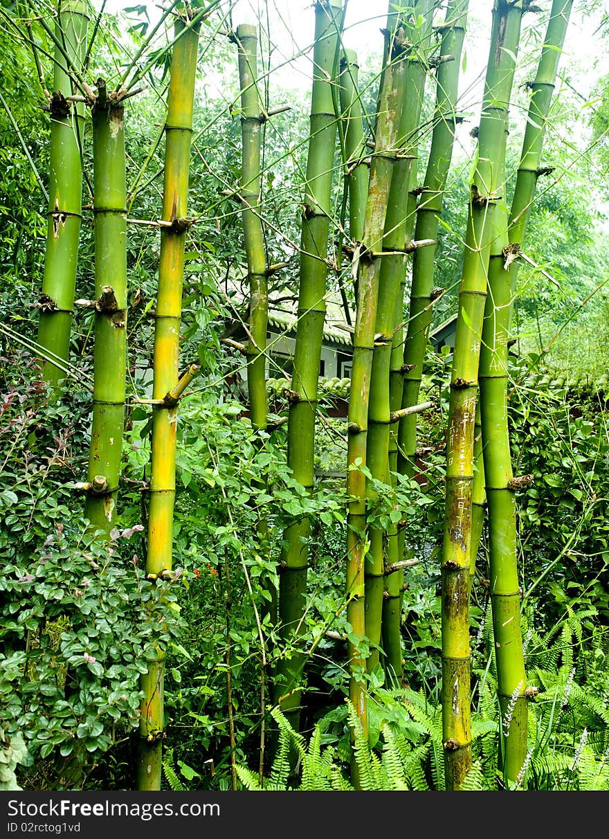 Green bamboo groves in a garden