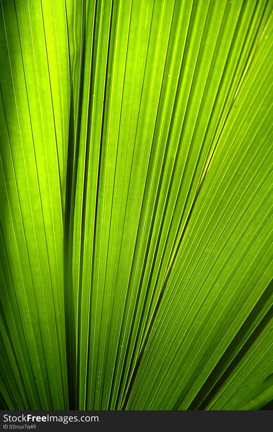 Light Green leaf texture detail