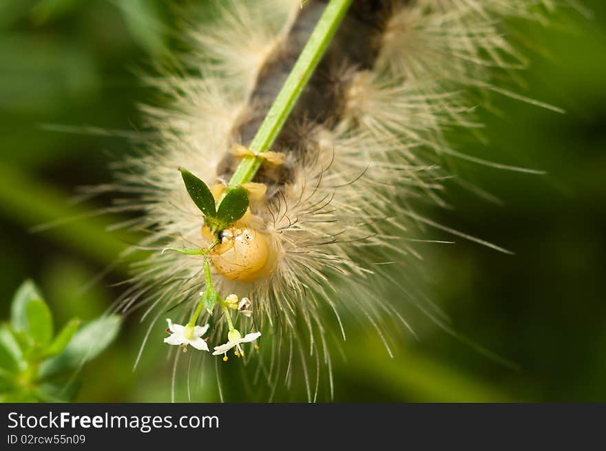 Fuzzy caterpillar eating plant upside down