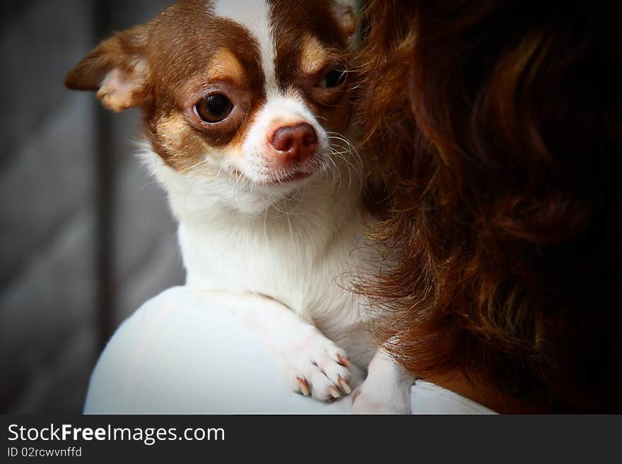 Chihuahua on the shoulder of brown hair woman