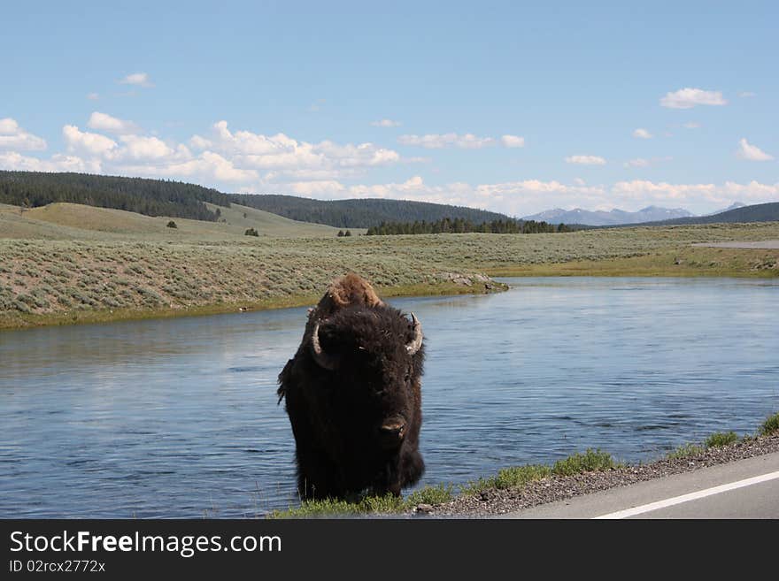 Bison rising from the water onto the road Yellowstone National Park