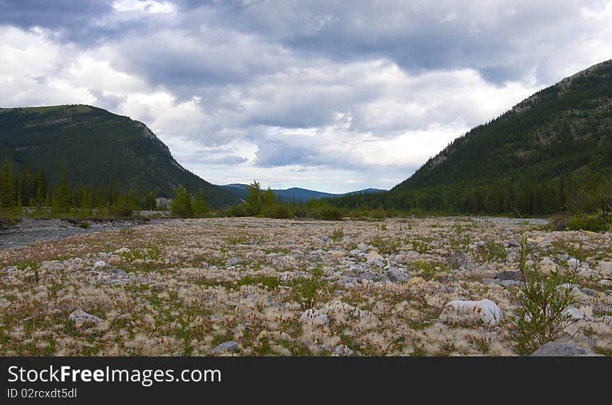 Field of Fluffy Weeds found on a river bed