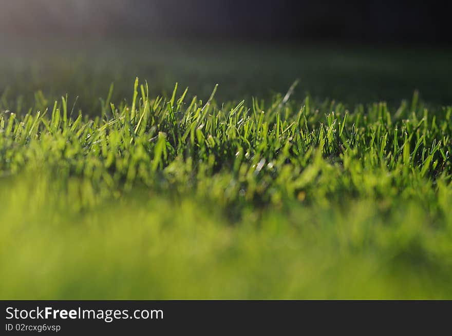 Fresh clean green grass with taken with a shallow depth of field lens