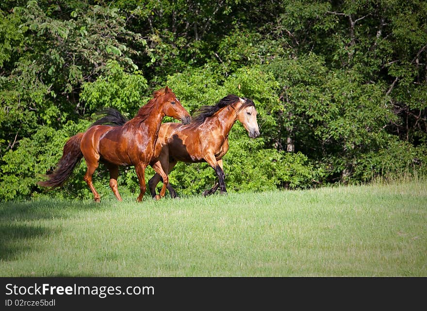 Two horses running up hill in Minnesota field. One is chestnut and one is a dunn Missouri Fox Trotter. Two horses running up hill in Minnesota field. One is chestnut and one is a dunn Missouri Fox Trotter.