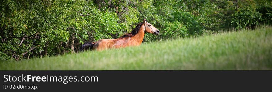 Horse running up hill in Minnesota field. A dunn Missouri Fox Trotter galloping on hillside. Horse running up hill in Minnesota field. A dunn Missouri Fox Trotter galloping on hillside.