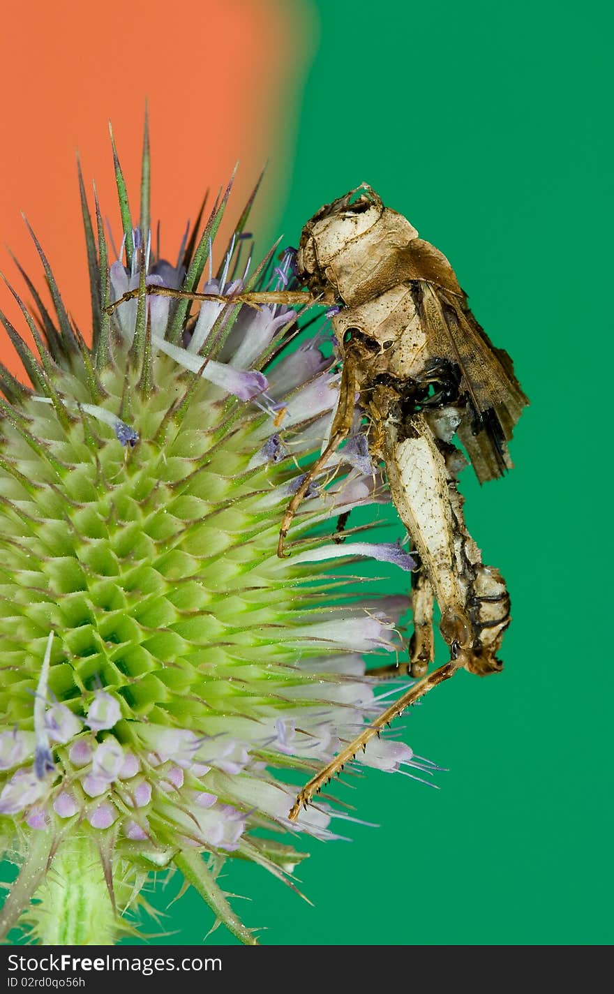 A dead grasshopper on a head of a thisle plant