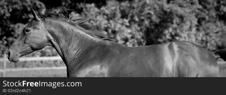 Bay thoroughbred in black and white