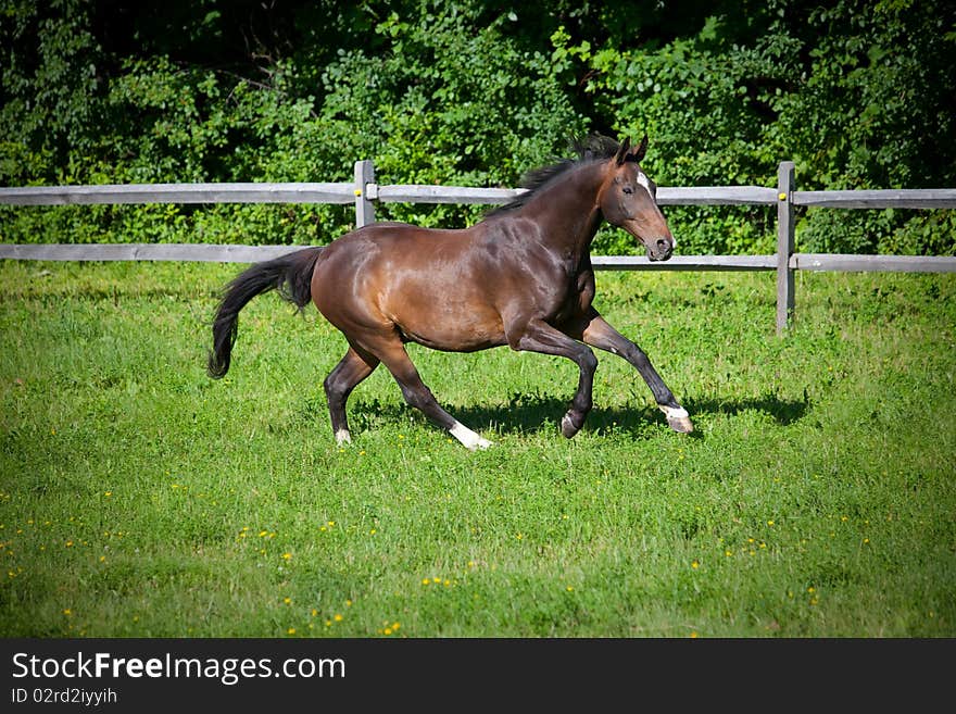 Horse running on hill in grass field. Bay thoroughbred galloping on hillside. trotting in fenced pasture with split rail fencing. Horse running on hill in grass field. Bay thoroughbred galloping on hillside. trotting in fenced pasture with split rail fencing.