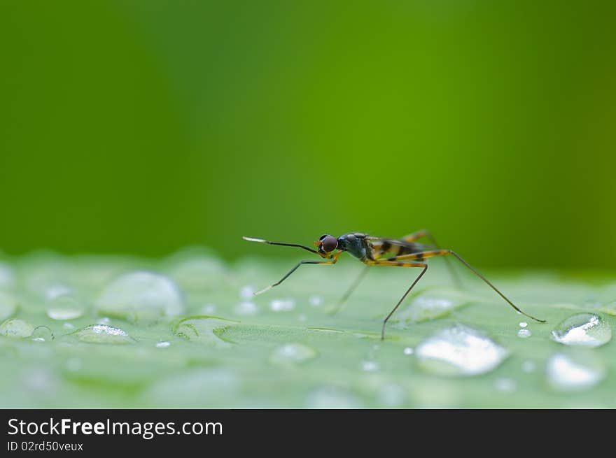 This picture is a bug on the leaf