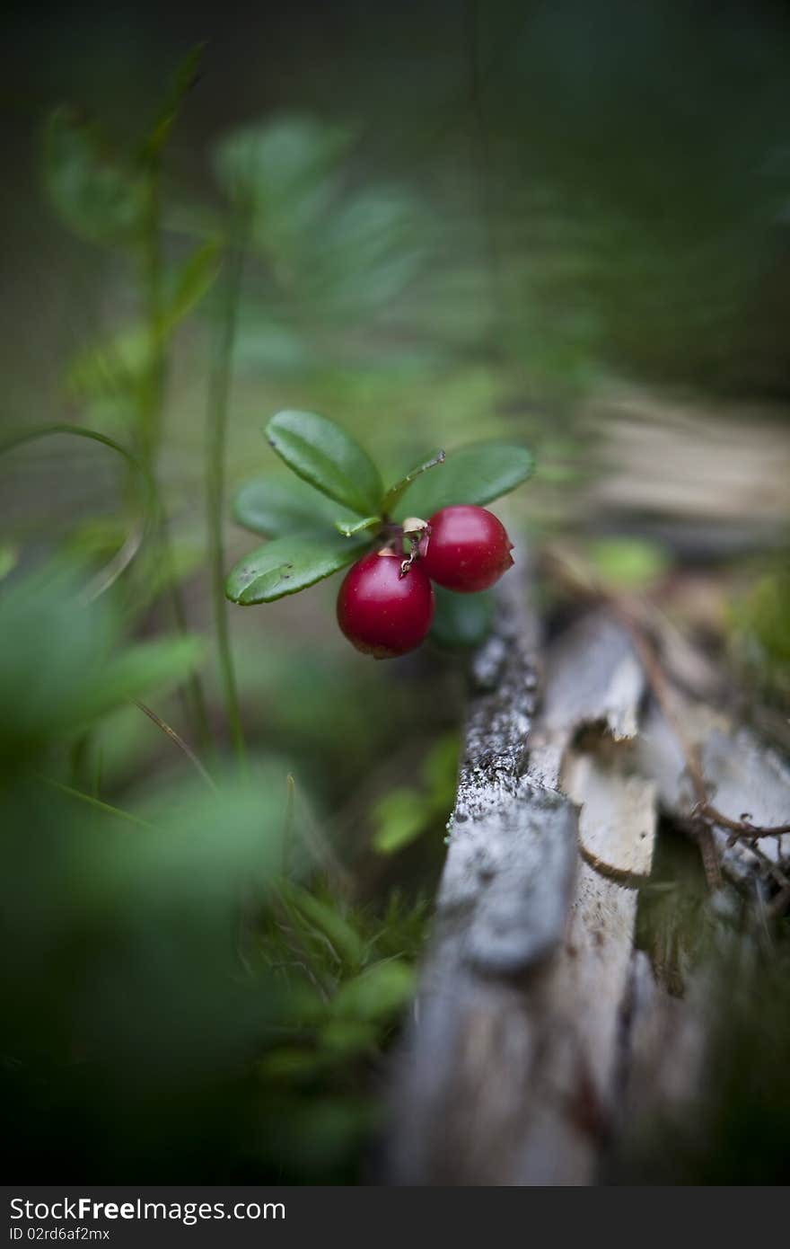 Close up of Lingonberries outdoor