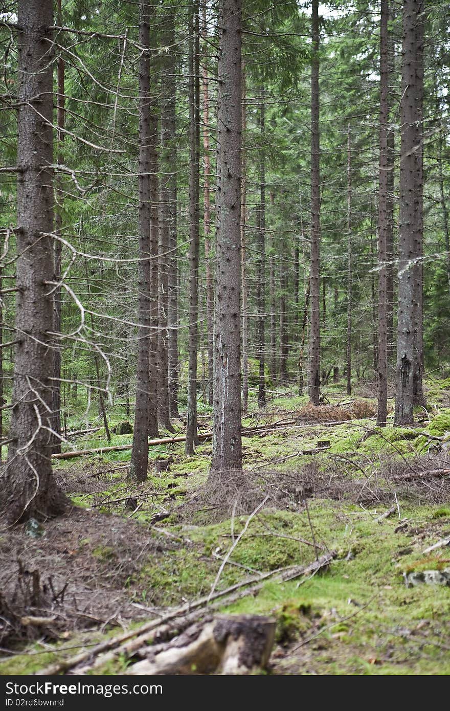 Pine tree forrest at autumn