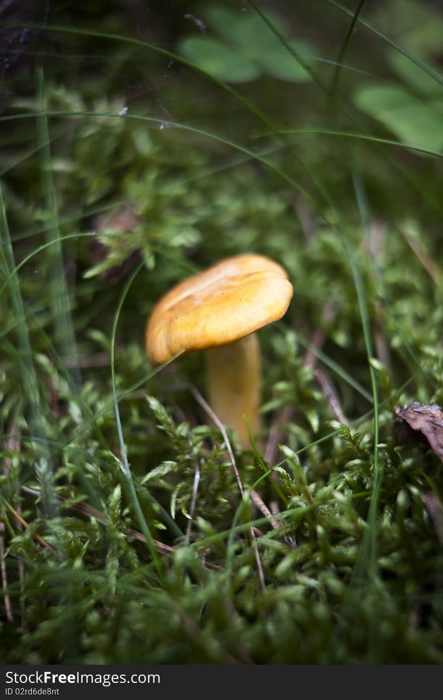 Chantarelle