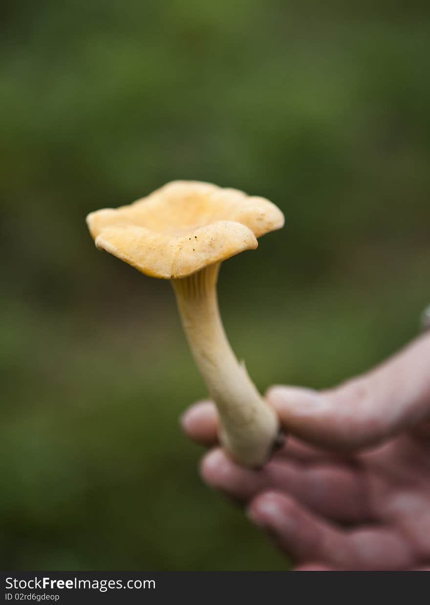 Close up of Hand holding a Chantarelle